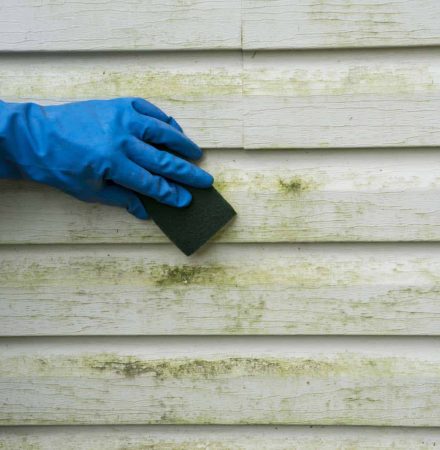 Scrubbing algae and mold off a house with vinyl siding - Big Easy Sidings